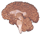  The brain