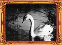 Swanlake